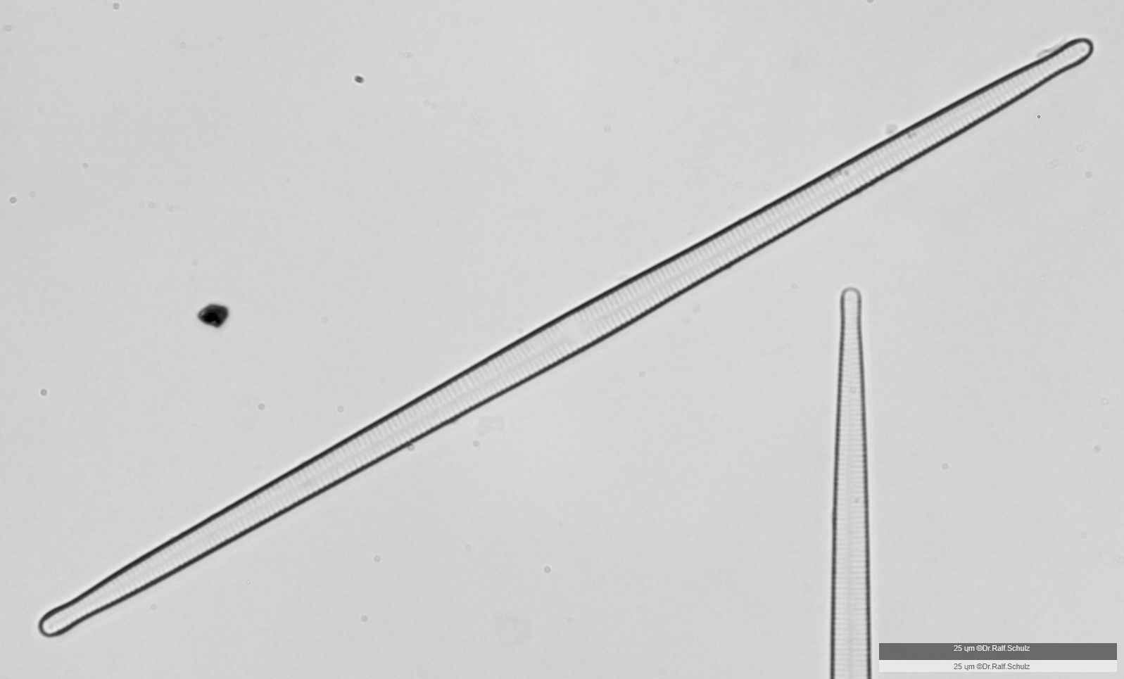 Fragilaria ulna var ulna 1 20250227 Ca40AHf1p 0037 hp